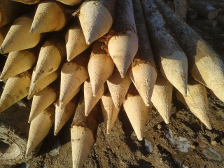 Dřevěný kůl průměr 13-16cm délka 200cm se špicí 